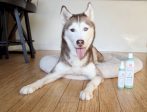 4.5 Oz. Dog Coat Spray Eucalyptus Peppermint Sale